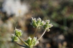 Trinia biebersteinii