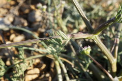 Trinia biebersteinii