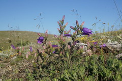 Campanula sibirica taurica