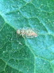 Ectopsocus californicus