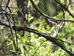 Empidonax difficilis
