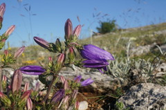 Campanula sibirica taurica