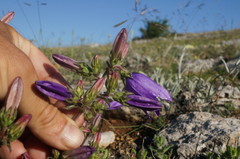 Campanula sibirica taurica