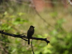 Empidonax difficilis