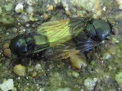 Craspedometopon basale