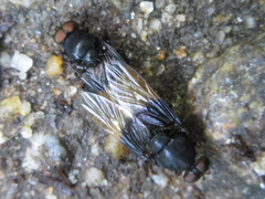 Craspedometopon basale