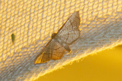 Hypolamprus ypsilon