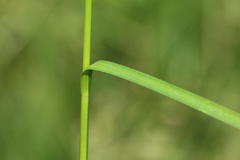 Carex densa
