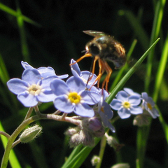 Eulonchus sapphirinus