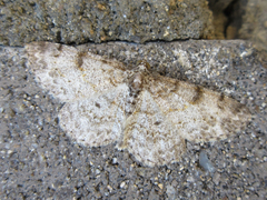 Protoboarmia simpliciaria