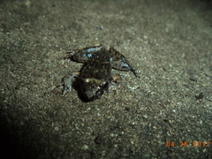 Pulchrana baramica