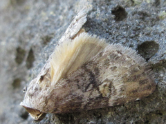 Bryophilina mollicula
