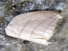 Pseudalbara parvula