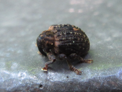 Stereonychus thoracicus