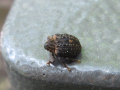 Stereonychus thoracicus