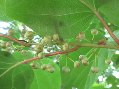 Actinidia arguta