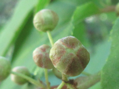 Actinidia arguta