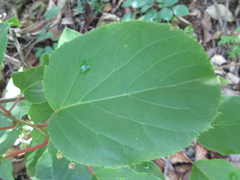 Actinidia arguta