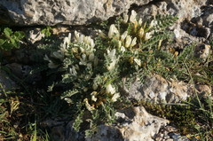 Astragalus rupifragus
