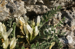 Astragalus rupifragus