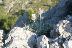 Convolvulus calvertii