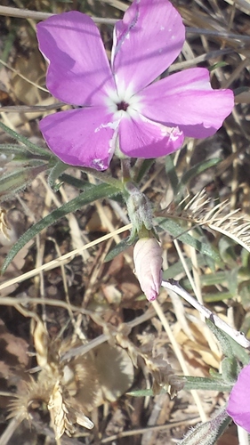 phlox nana