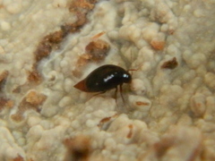 Scaphidiinae