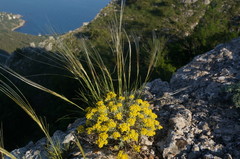 Stipa lithophila