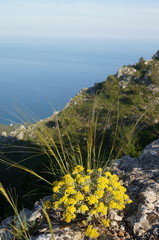 Stipa lithophila