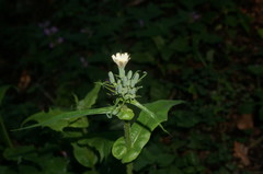 Lactuca hispida