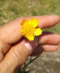 Ranunculus dichotomus