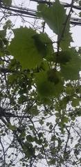 Platanus × hispanica