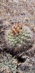 Pediocactus nigrispinus