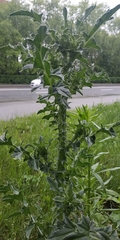Carduus nutans leiophyllus