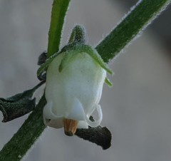 Salpichroa origanifolia