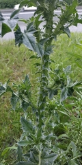 Carduus nutans leiophyllus