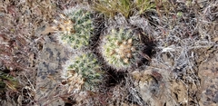 Pediocactus nigrispinus
