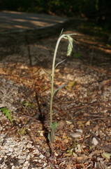 Epipactis microphylla
