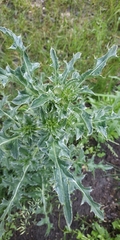 Carduus nutans leiophyllus