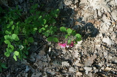 Lathyrus rotundifolius