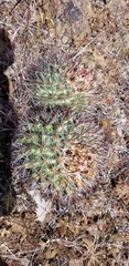 Pediocactus nigrispinus