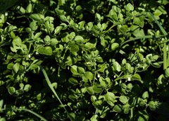 Salpichroa origanifolia