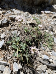 Valeriana acutiloba