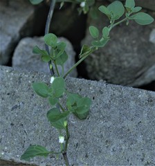 Salpichroa origanifolia