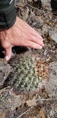 Pediocactus nigrispinus