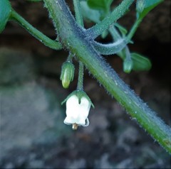 Salpichroa origanifolia