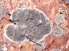 Dimelaena