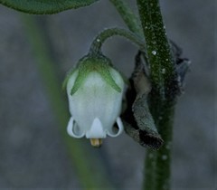 Salpichroa origanifolia