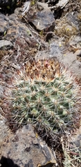 Pediocactus nigrispinus