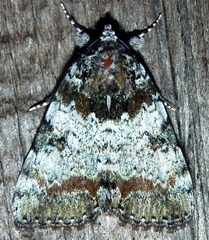 Catocala connubialis